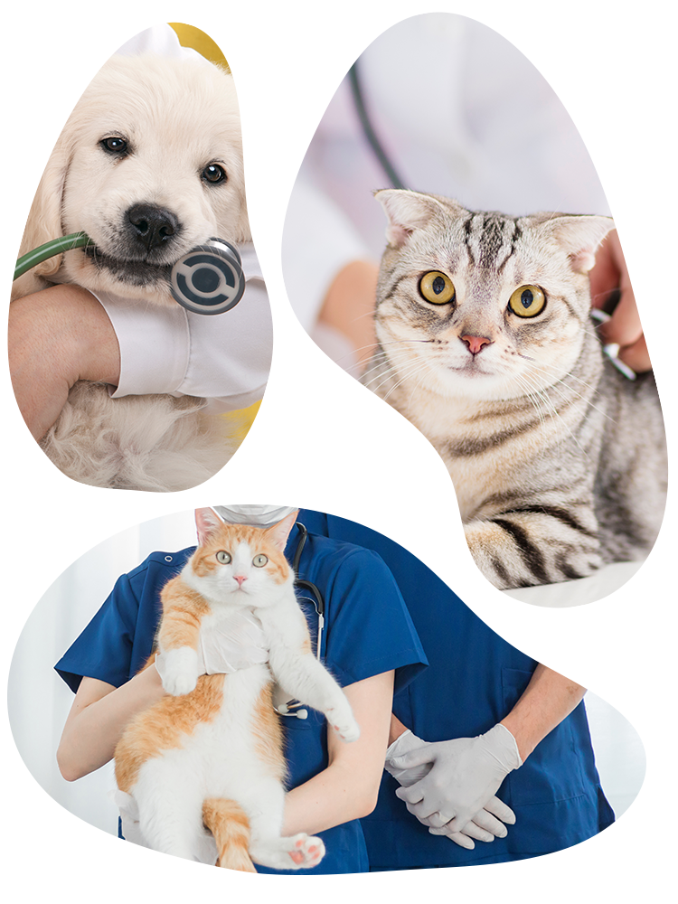 犬猫自然療法動物病院