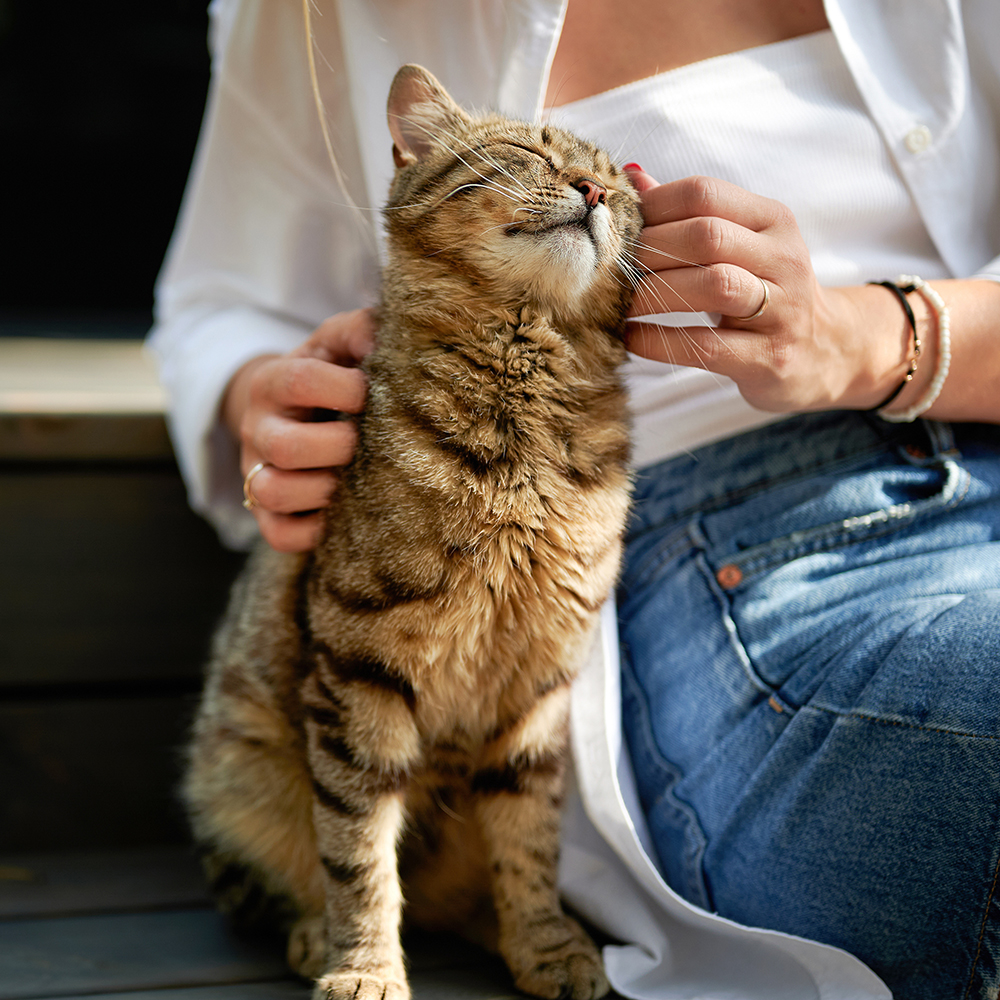 飼い主様の声
