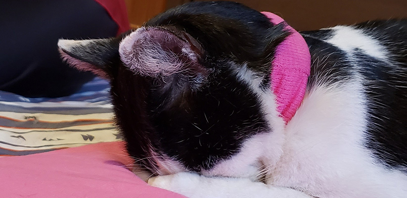 飼い主様の声